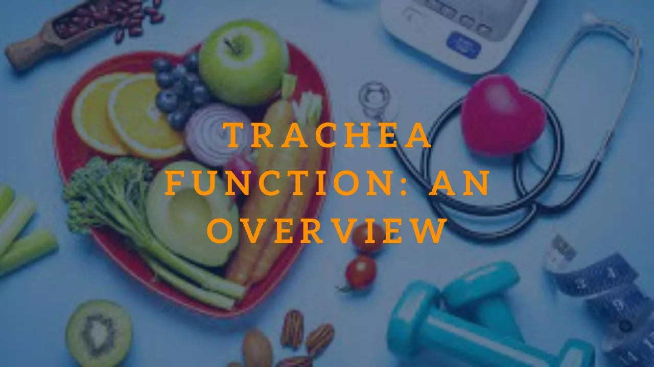 Trachea Function: An Overview