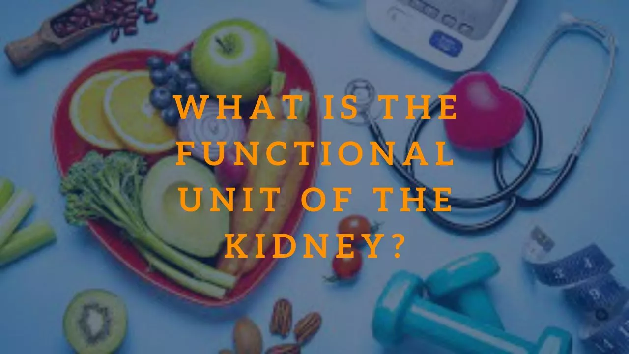 What Is the Functional Unit of the Kidney?